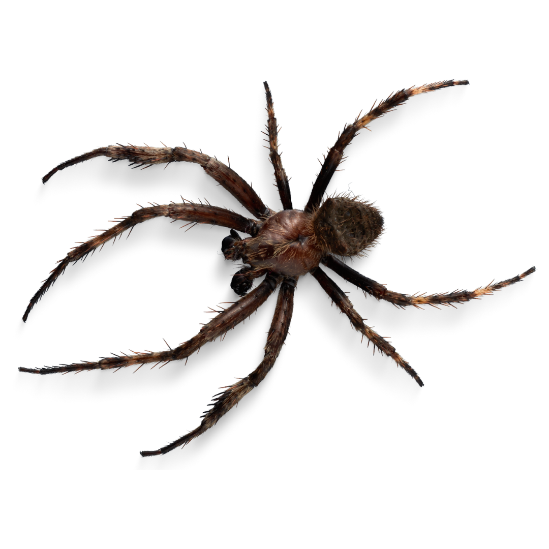 Aranha